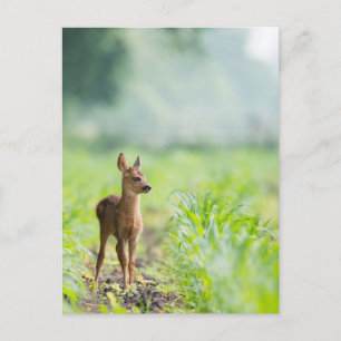Cute Baby Deer Fawn in Grass Natuur Photography Briefkaart