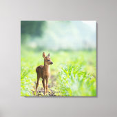 Cute Baby Deer Fawn in Grass Natuur Photography Canvas Afdruk (Voorkant)