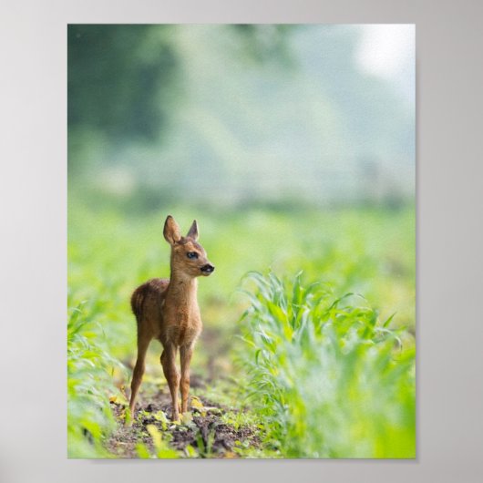 Cute Baby Deer Fawn in Grass Natuur Photography Poster (Voorkant)