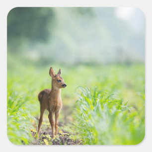 Cute Baby Deer Fawn in Grass Natuur Photography Vierkante Sticker