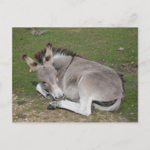 Cute baby donkey foons down briefkaart