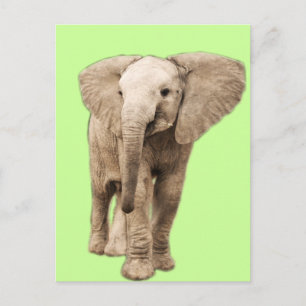 Cute Baby Elephant Briefkaart