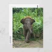 Cute Baby Elephant Briefkaart (Voorkant / Achterkant)
