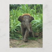 Cute Baby Elephant Briefkaart (Voorkant)