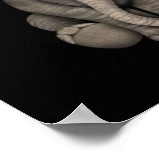 Cute Baby Elephant Calf Sitting Down, Black Poster (Hoek)