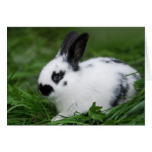 Cute Baby English Bunny Rabbit - Baby Animals