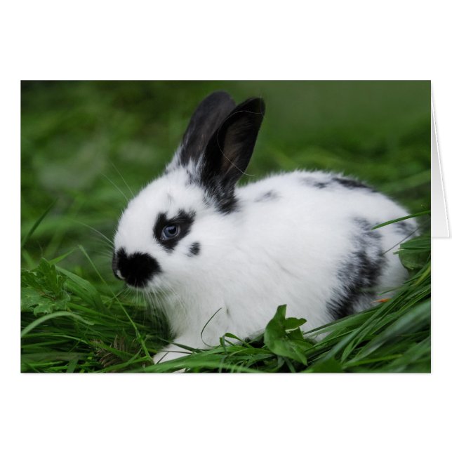 Cute Baby English Bunny Rabbit - Baby Animals (Voorkant Horizontaal)
