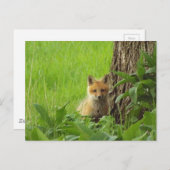 Cute baby fox in springtijdfoto briefkaart (Voorkant / Achterkant)