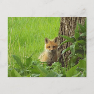Cute baby fox in springtijdfoto briefkaart