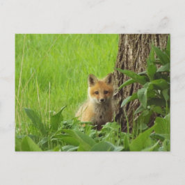 Cute baby fox in springtijdfoto briefkaart