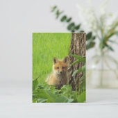 Cute baby fox in springtijdfoto briefkaart (Staand voorkant)