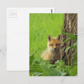 Cute baby fox in springtijdfoto briefkaart (Voorkant / Achterkant)