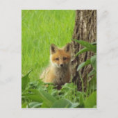Cute baby fox in springtijdfoto briefkaart (Voorkant)