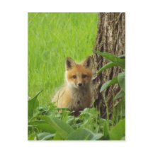 Cute baby fox in springtijdfoto