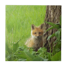 Cute baby fox in springtijdfoto