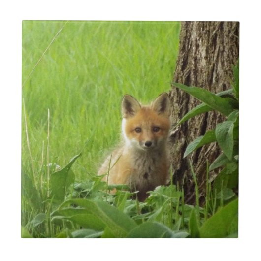 Cute baby fox in springtijdfoto tegeltje (Voorkant)