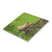 Cute baby fox in springtijdfoto tegeltje (Zijkant)