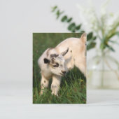 Cute Baby Goat Briefkaart (Staand voorkant)