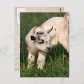 Cute Baby Goat Briefkaart (Voorkant / Achterkant)
