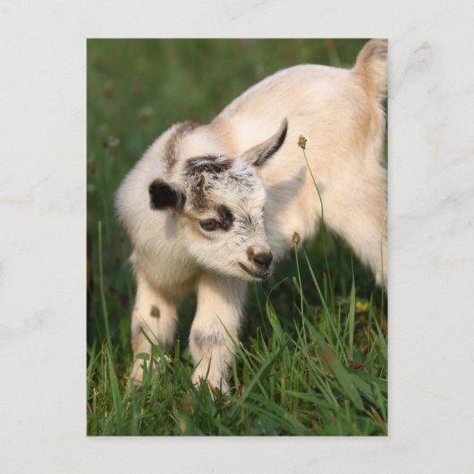 Cute Baby Goat Briefkaart (Voorkant)