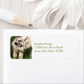 Cute Baby Goat Etiket (Insitu)