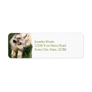 Cute Baby Goat Etiket