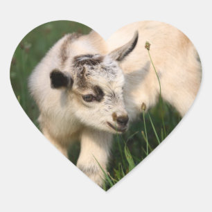 Cute Baby Goat Hart Sticker