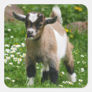 Cute Baby Goat kind Vierkante Sticker