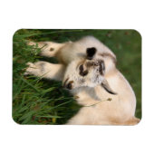 Cute Baby Goat Magneet (Horizontaal)