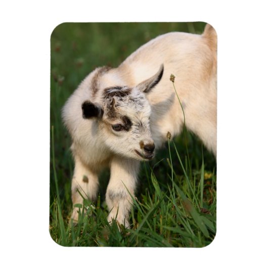 Cute Baby Goat Magneet (Verticaal)