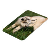 Cute Baby Goat Magneet (Linkerzijde)