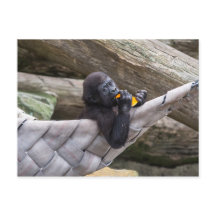 Cute baby gorilla die je eet en kijkt