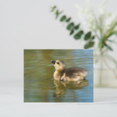 Cute baby Greylag goose Briefkaart (Staand voorkant)