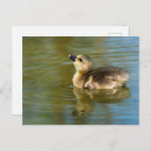 Cute baby Greylag goose Briefkaart (Voorkant / Achterkant)