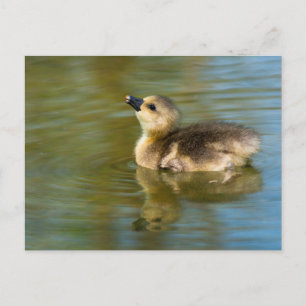 Cute baby Greylag goose Briefkaart