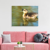 Cute baby Greylag goose Canvas Afdruk (Insitu (Woonkamer))