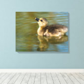Cute baby Greylag goose Canvas Afdruk (Insitu (Houten vloer))