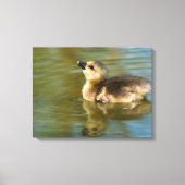 Cute baby Greylag goose Canvas Afdruk (Voorkant)