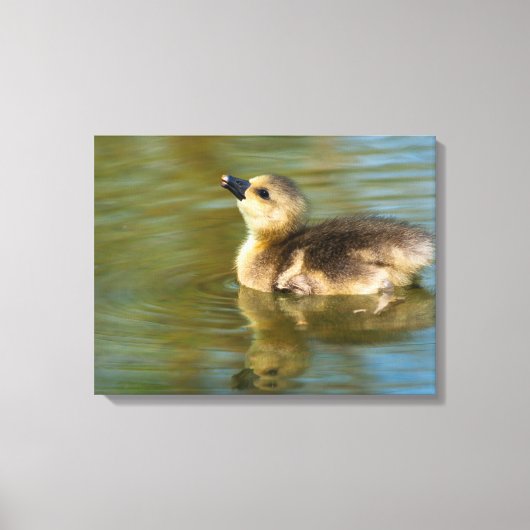 Cute baby Greylag goose Canvas Afdruk (Voorkant)
