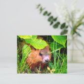 Cute Baby Groundhog Marmotte Marmot Canada Briefkaart (Staand voorkant)