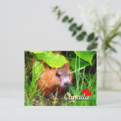 Cute Baby Groundhog Marmotte Marmot Canada Briefkaart (Staand voorkant)