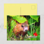 Cute Baby Groundhog Marmotte Marmot Canada Briefkaart (Voorkant / Achterkant)
