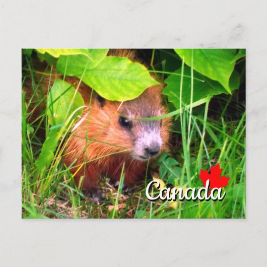 Cute Baby Groundhog Marmotte Marmot Canada Briefkaart (Voorkant)