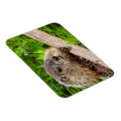Cute Baby Groundhog/Woodchuck Magneet (Rechterzijde)
