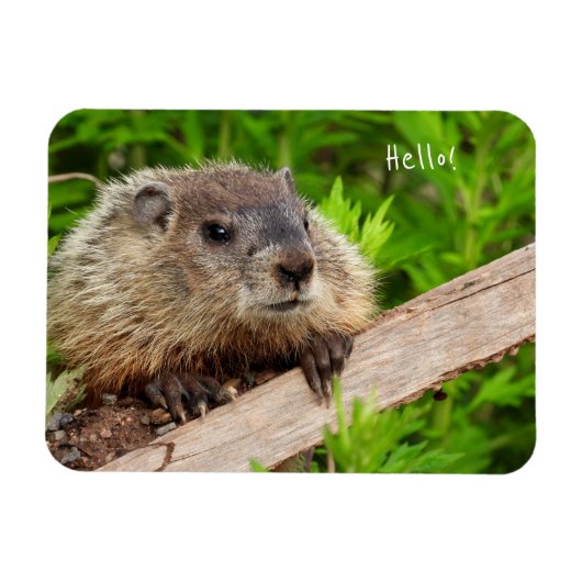 Cute Baby Groundhog/Woodchuck Magneet (Horizontaal)