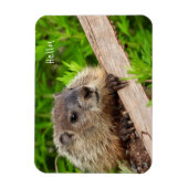 Cute Baby Groundhog/Woodchuck Magneet (Verticaal)