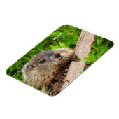 Cute Baby Groundhog/Woodchuck Magneet (Linkerzijde)
