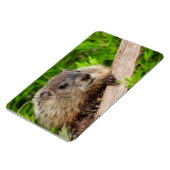 Cute Baby Groundhog/Woodchuck Magneet (Linkerzijde)