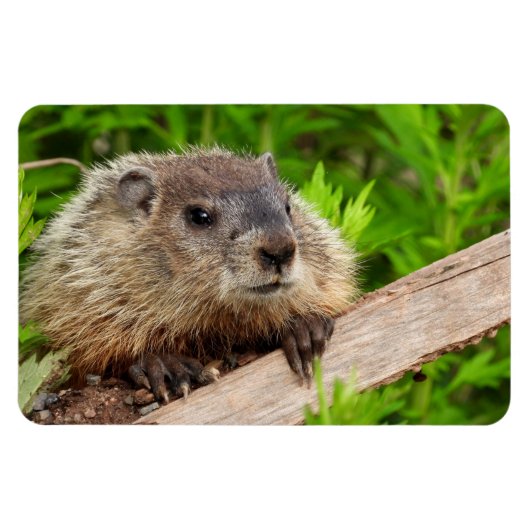 Cute Baby Groundhog/Woodchuck Magneet (Horizontaal)