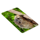 Cute Baby Groundhog/Woodchuck Magneet (Rechterzijde)